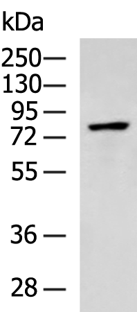 Rabbit Polyclonal Antibody to SP110