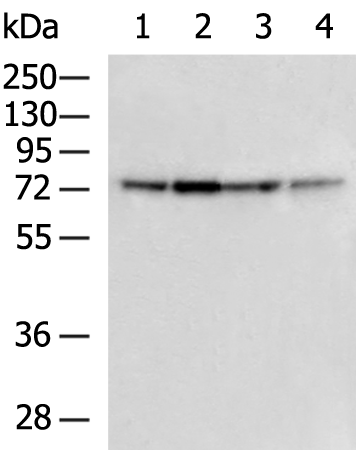 Rabbit Polyclonal Antibody to PTCD3