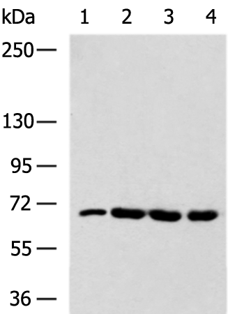 Rabbit Polyclonal Antibody to UIMC1