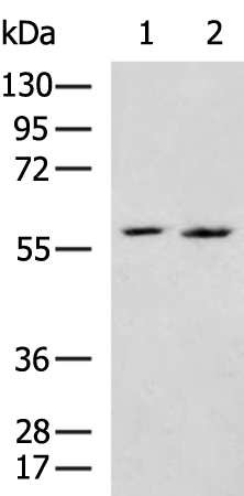 Rabbit Polyclonal Antibody to ASPSCR1