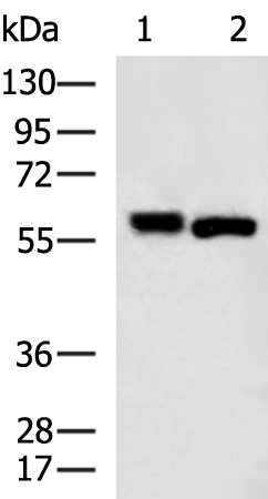 Rabbit Polyclonal Antibody to SPTLC2
