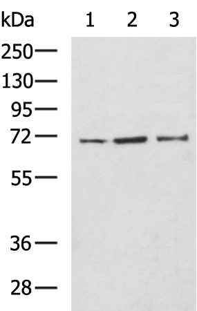 Rabbit Polyclonal Antibody to ORC2