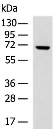 Rabbit Polyclonal Antibody to LRWD1
