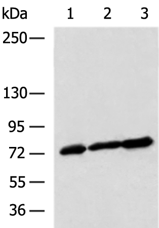 Rabbit Polyclonal Antibody to TDRD3