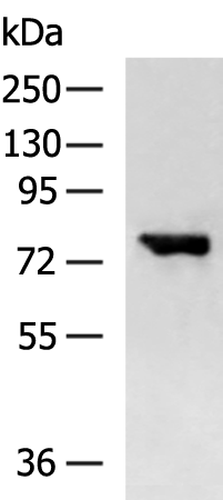 Rabbit Polyclonal Antibody to SHCBP1
