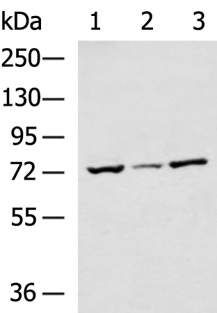 Rabbit Polyclonal Antibody to TNXB