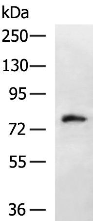 Rabbit Polyclonal Antibody to RASGRP3