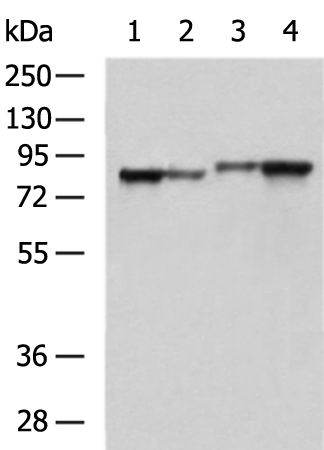 Rabbit Polyclonal Antibody to LETM1