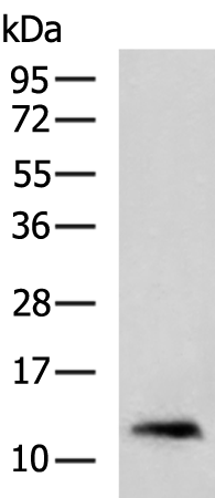 Rabbit Polyclonal Antibody to S100A2