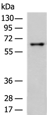 Rabbit Polyclonal Antibody to STIP1