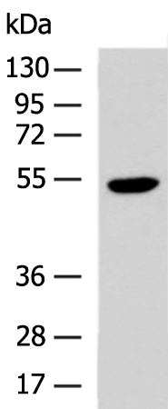 Rabbit Polyclonal Antibody to PRPF19