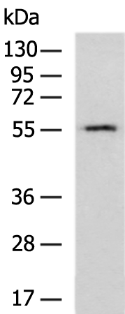 Rabbit Polyclonal Antibody to PCCB
