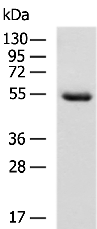 Rabbit Polyclonal Antibody to ATL1