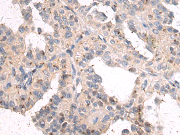 Rabbit Polyclonal Antibody to MOCOS