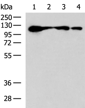 Rabbit Polyclonal Antibody to DDX24