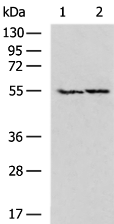 Rabbit Polyclonal Antibody to NETO2