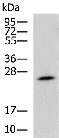 Rabbit Polyclonal Antibody to RHOF