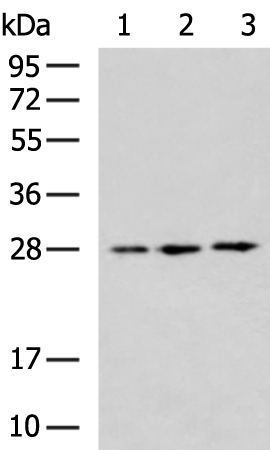 Rabbit Polyclonal Antibody to DNAJB8