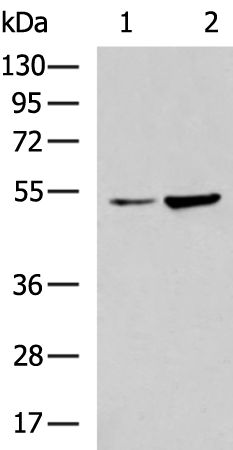 Rabbit Polyclonal Antibody to NR1H3