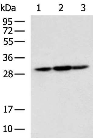 Rabbit Polyclonal Antibody to SBDS
