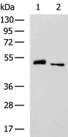 Rabbit Polyclonal Antibody to TRIM44