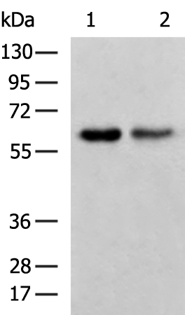 Rabbit Polyclonal Antibody to DPYSL5