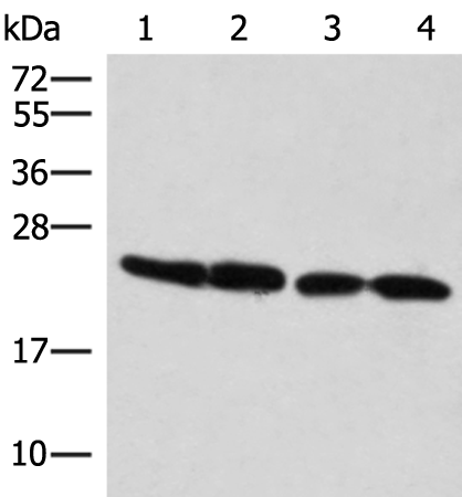 Rabbit Polyclonal Antibody to MT-CO2