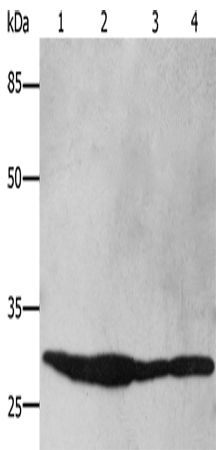 Rabbit Polyclonal Antibody to YWHAB