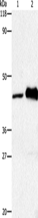 Rabbit Polyclonal Antibody to HTR1A