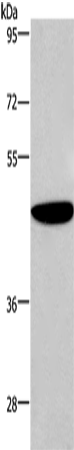 Rabbit Polyclonal Antibody to ABI1