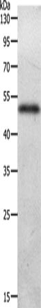 Rabbit Polyclonal Antibody to ADIPOQ