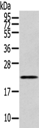 Rabbit Polyclonal Antibody to RAB17
