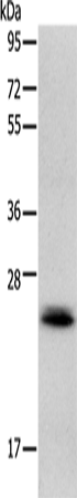 Rabbit Polyclonal Antibody to RAB22A