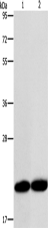 Rabbit Polyclonal Antibody to RAB26