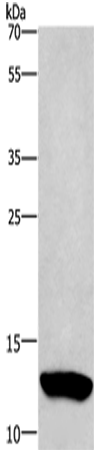 Rabbit Polyclonal Antibody to IAPP
