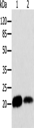 Rabbit Polyclonal Antibody to ARF6