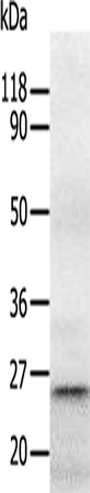 Rabbit Polyclonal Antibody to RAB5A