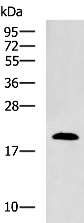 Rabbit Polyclonal Antibody to RAB5C