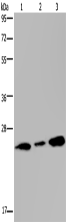 Rabbit Polyclonal Antibody to RAB3C