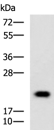 Rabbit Polyclonal Antibody to HRAS