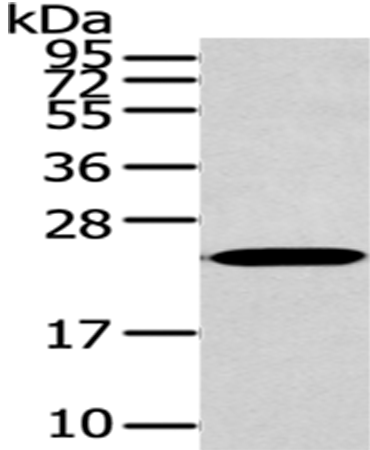 Rabbit Polyclonal Antibody to ARL2