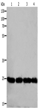 Rabbit Polyclonal Antibody to RAN