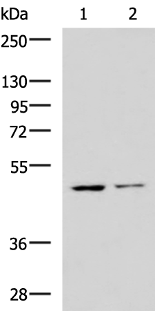 Rabbit Polyclonal Antibody to HAVCR1