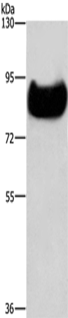 Rabbit Polyclonal Antibody to TF