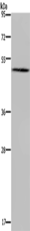 Rabbit Polyclonal Antibody to BMP3