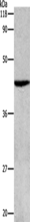 Rabbit Polyclonal Antibody to ATG4B