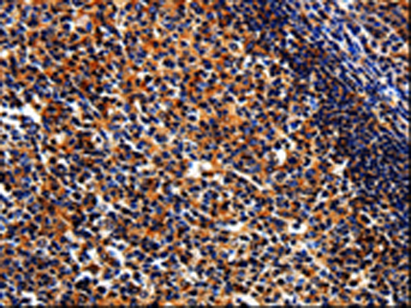 Rabbit Polyclonal Antibody to BIRC6