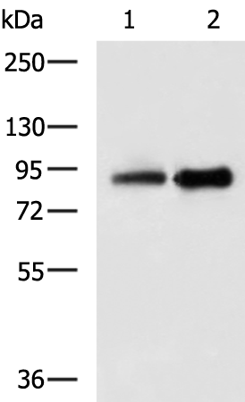 Rabbit Polyclonal Antibody to APP