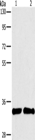 Rabbit Polyclonal Antibody to ARTN