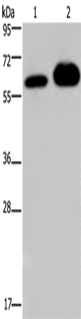 Rabbit Polyclonal Antibody to ADRA1B